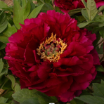 Pivónia drevitá (Paeonia suffruticosa) ‘MO RUN JUE LUN’ - výška 30-40 cm, kont. C2L 
